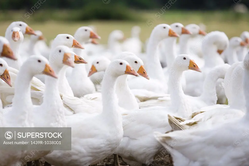 Geese