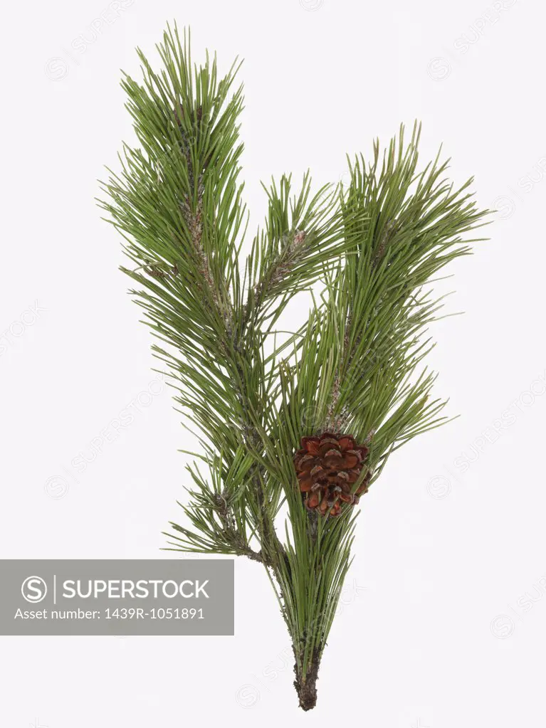 Pine cone and branch