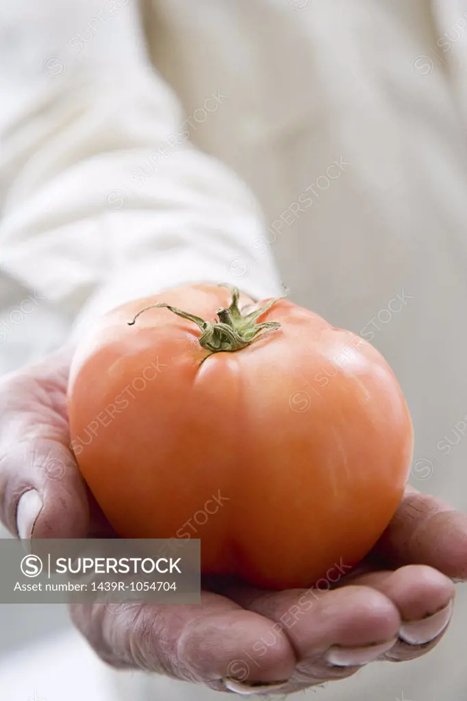 Man holding a beef tomato