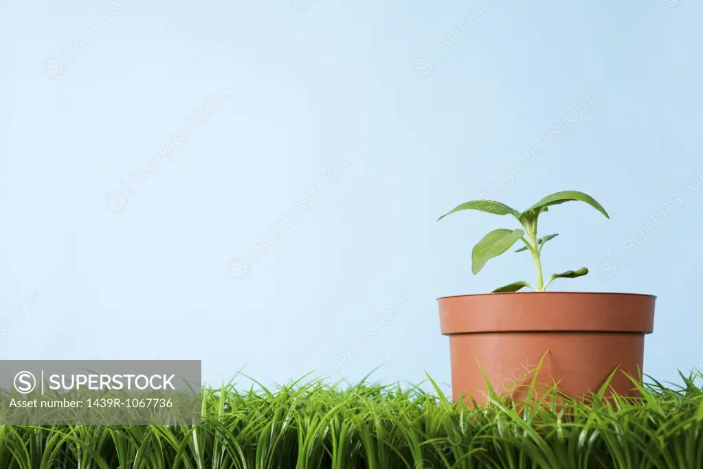 A plant in a flower pot