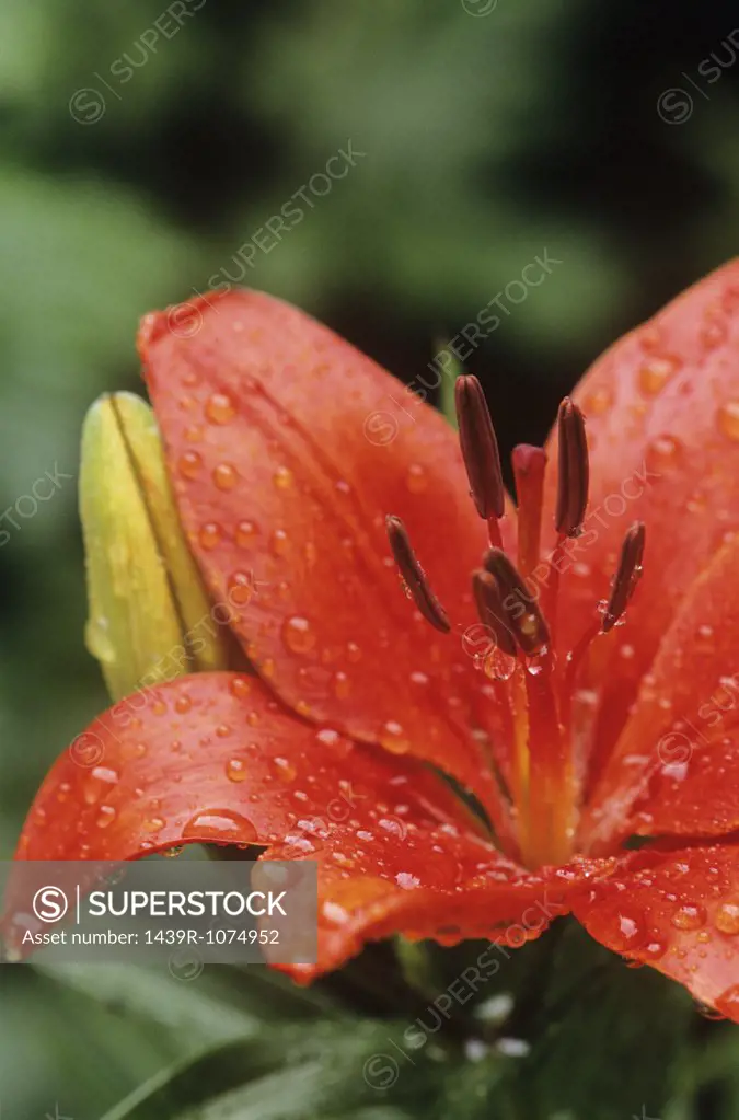 Raindrops on lily
