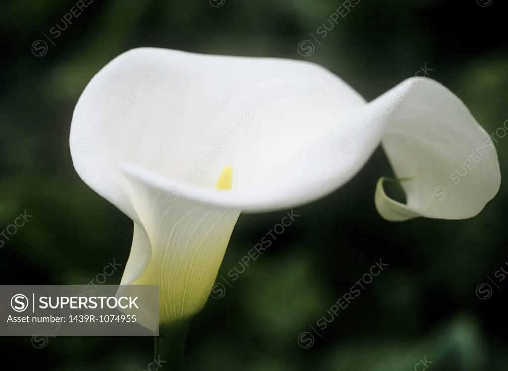 White arum lily