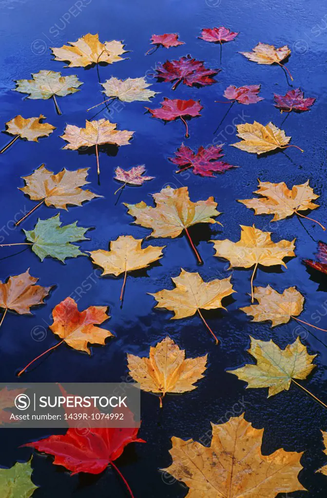 Maple leaves on asphalt