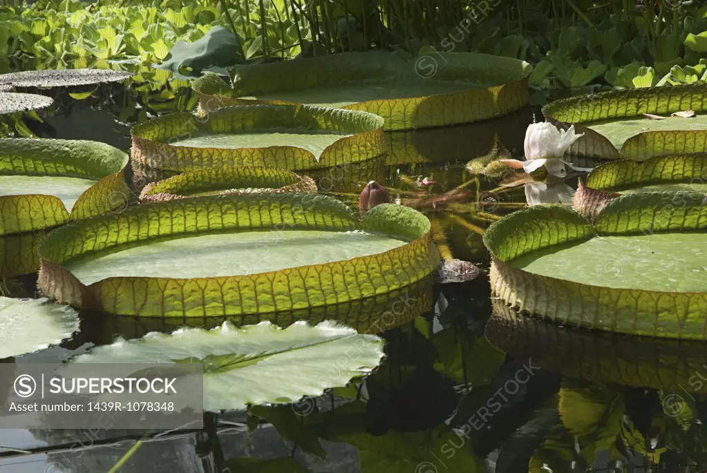 Giant water lilies on a pond