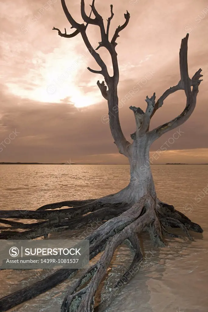 Dead tree on harbour island