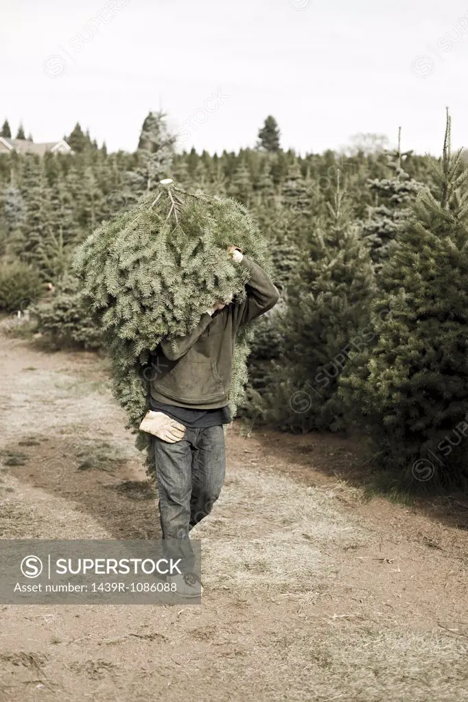 Person carrying christmas tree
