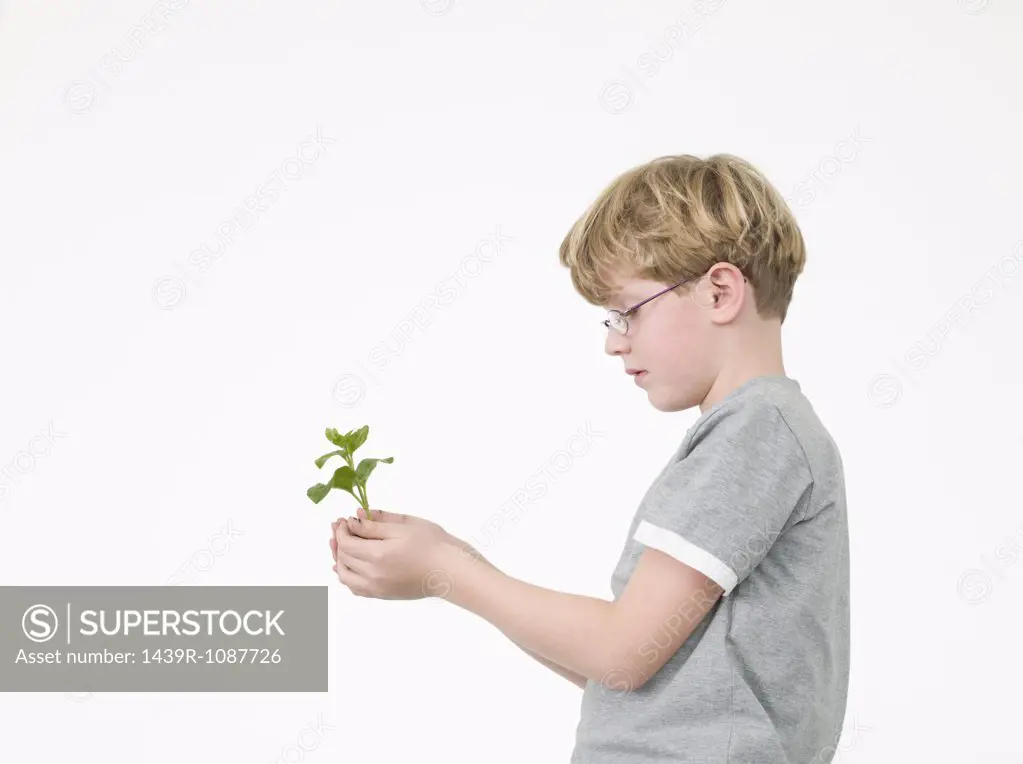 Boy holding a sapling