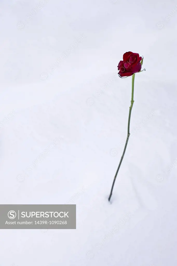 A red rose on snow