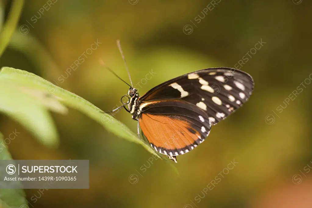 Hecales longwing butterfly