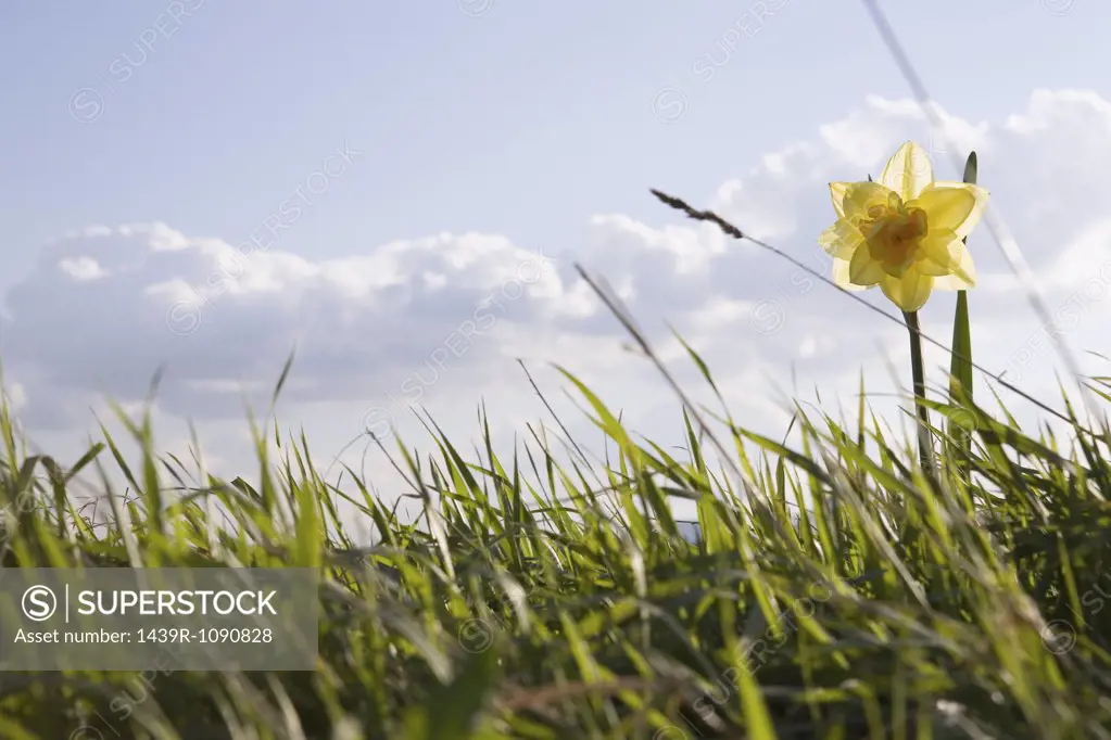 A daffodil