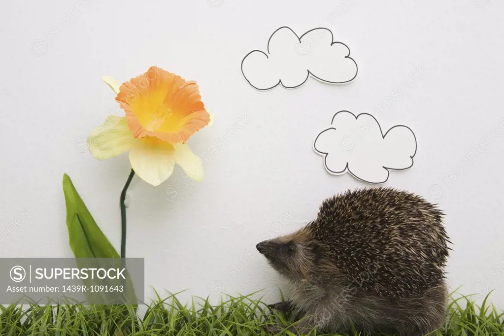 A hedgehog and a daffodil
