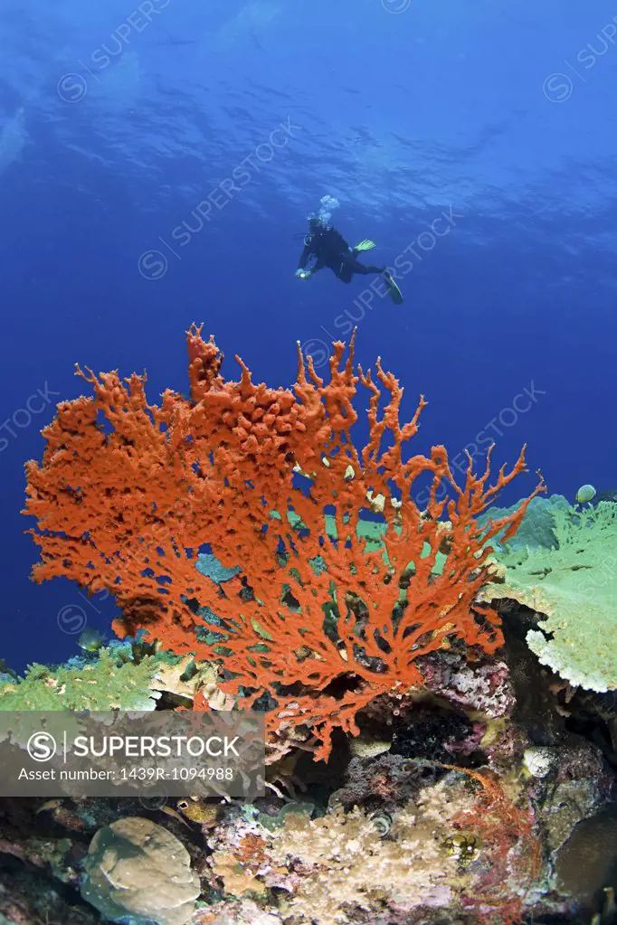 Scuba diver at coral reef
