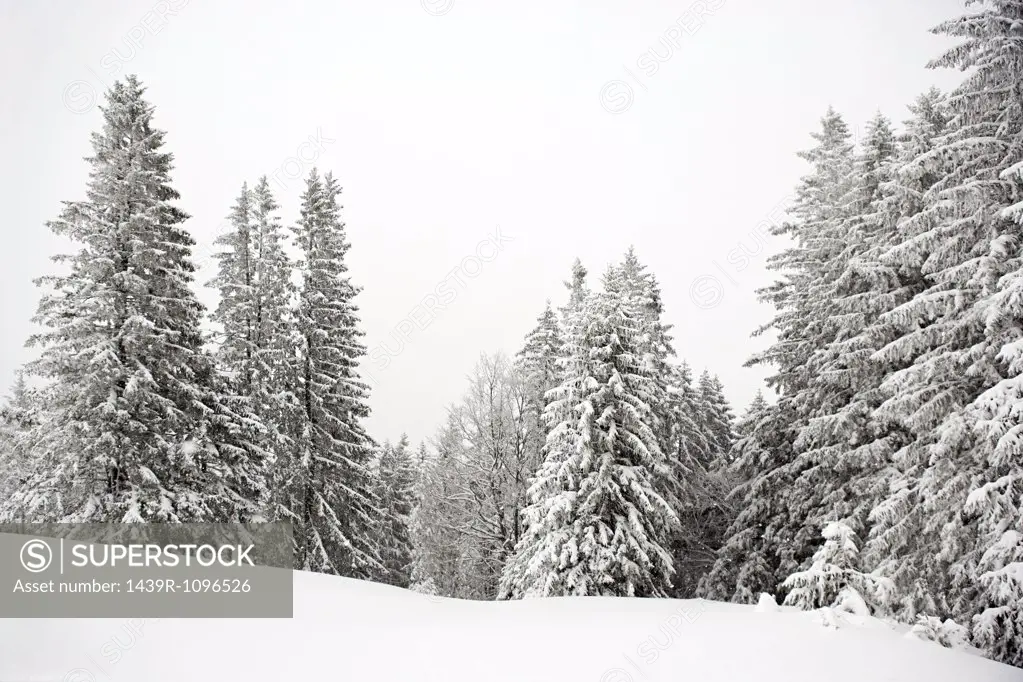 Fir trees covered in snow
