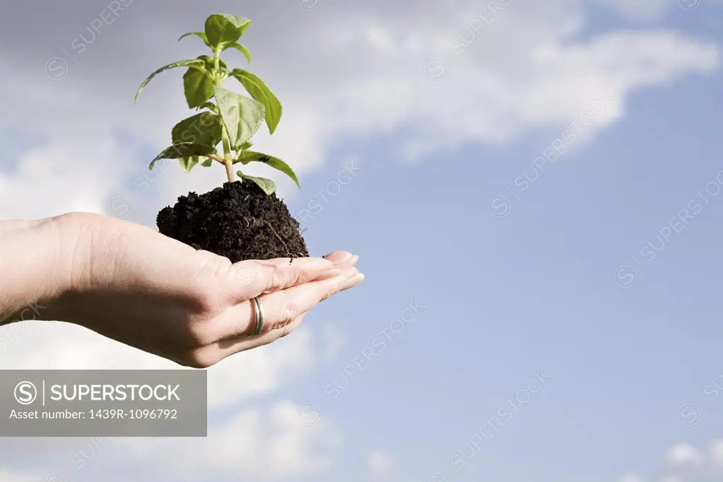 Person holding soil and a sapling