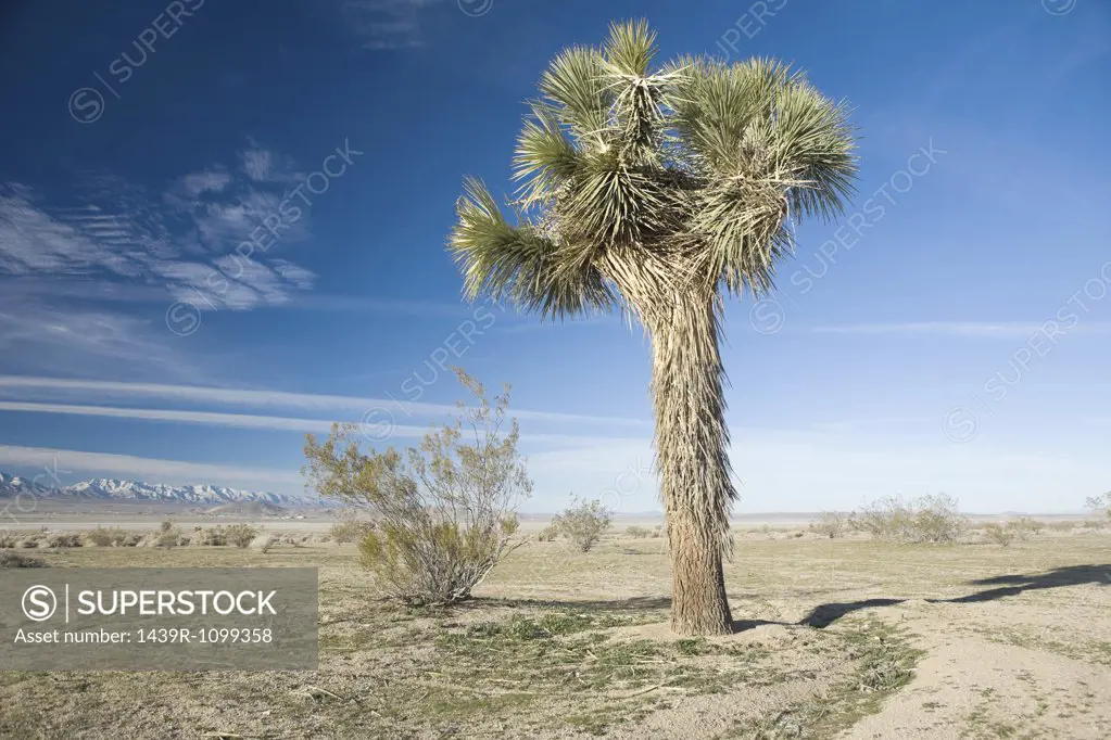 Tree on the Californian salt flats