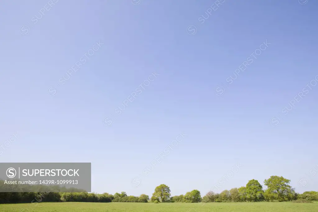 Trees in a field