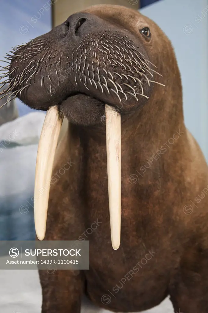 A stuffed walrus