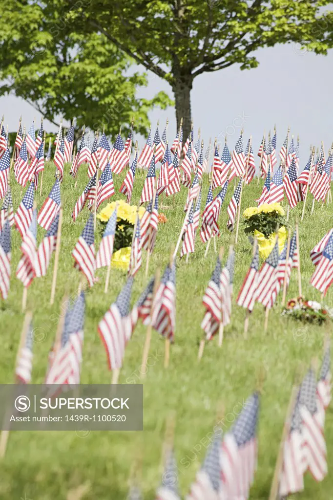 American flags in a cemetery