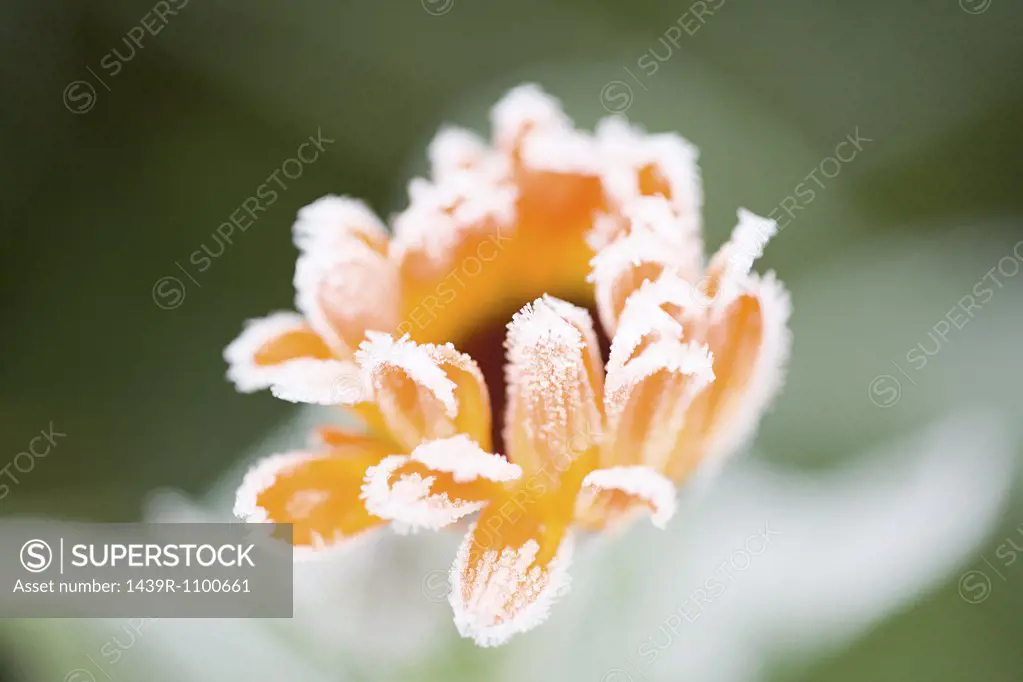 Frost on an orange flower