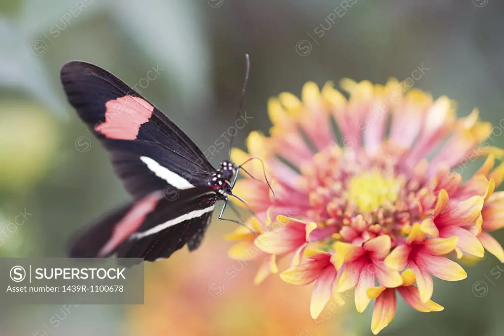 Butterfly on a petal