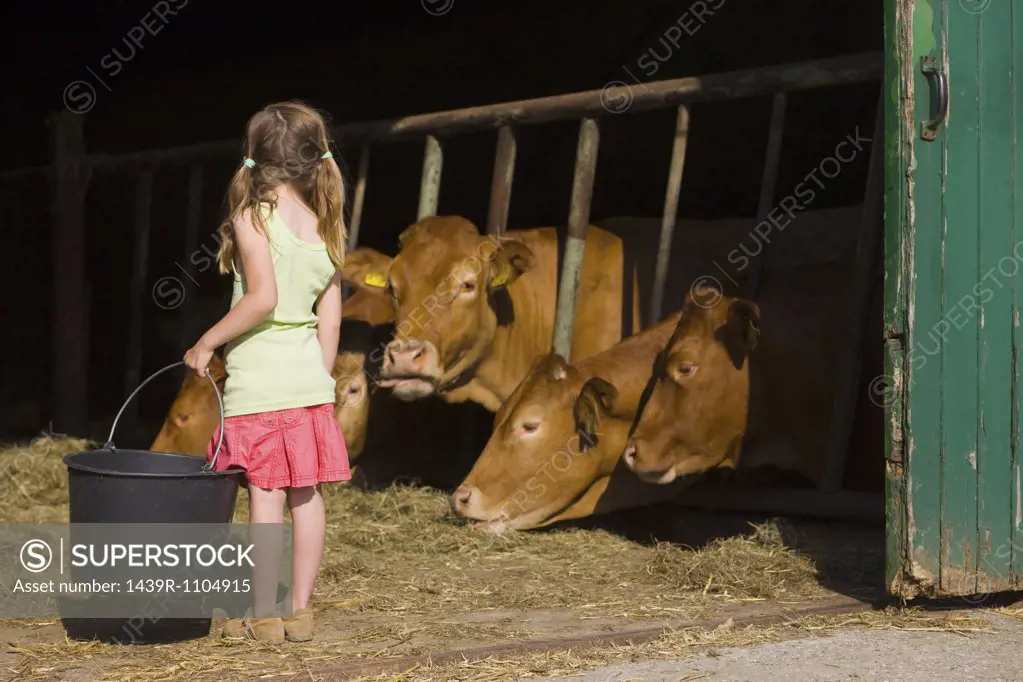 A girl in a barn with cows