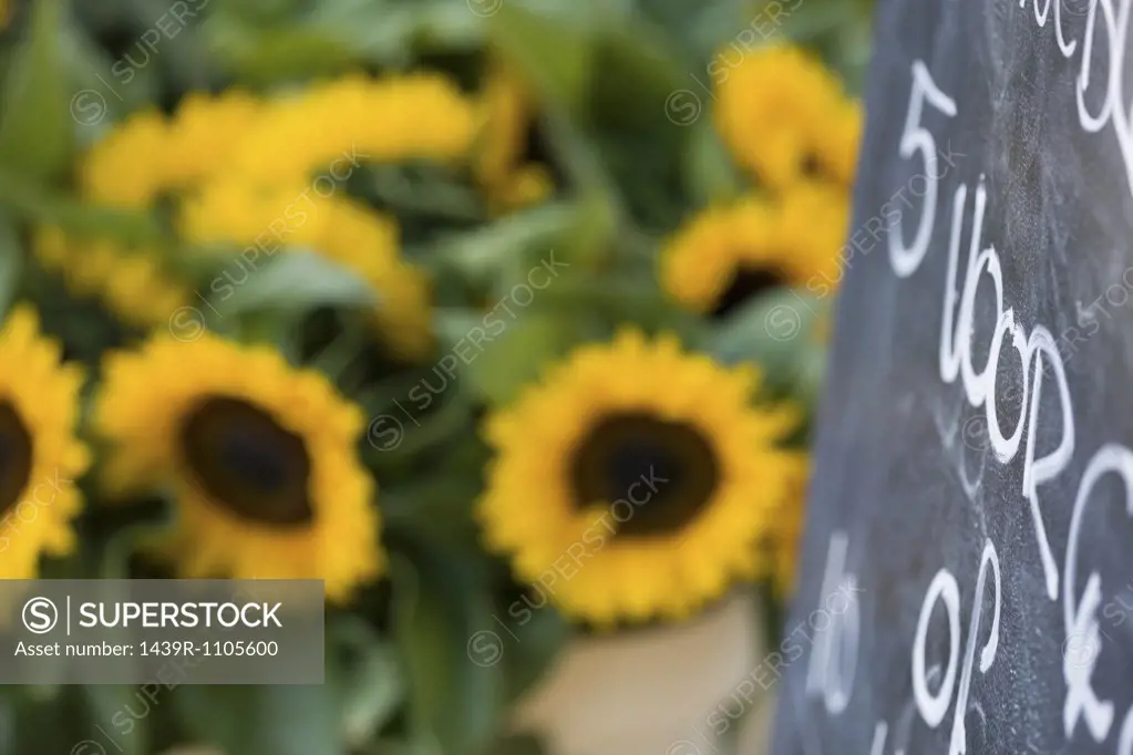 Sunflowers and blackboard