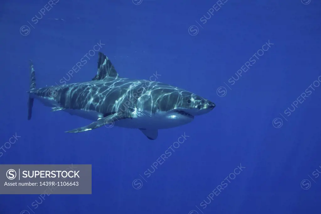 Great white shark in the wild.