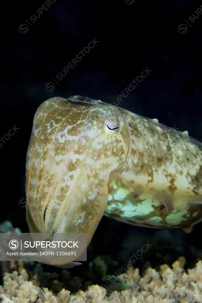 Close-up of cuttlefish