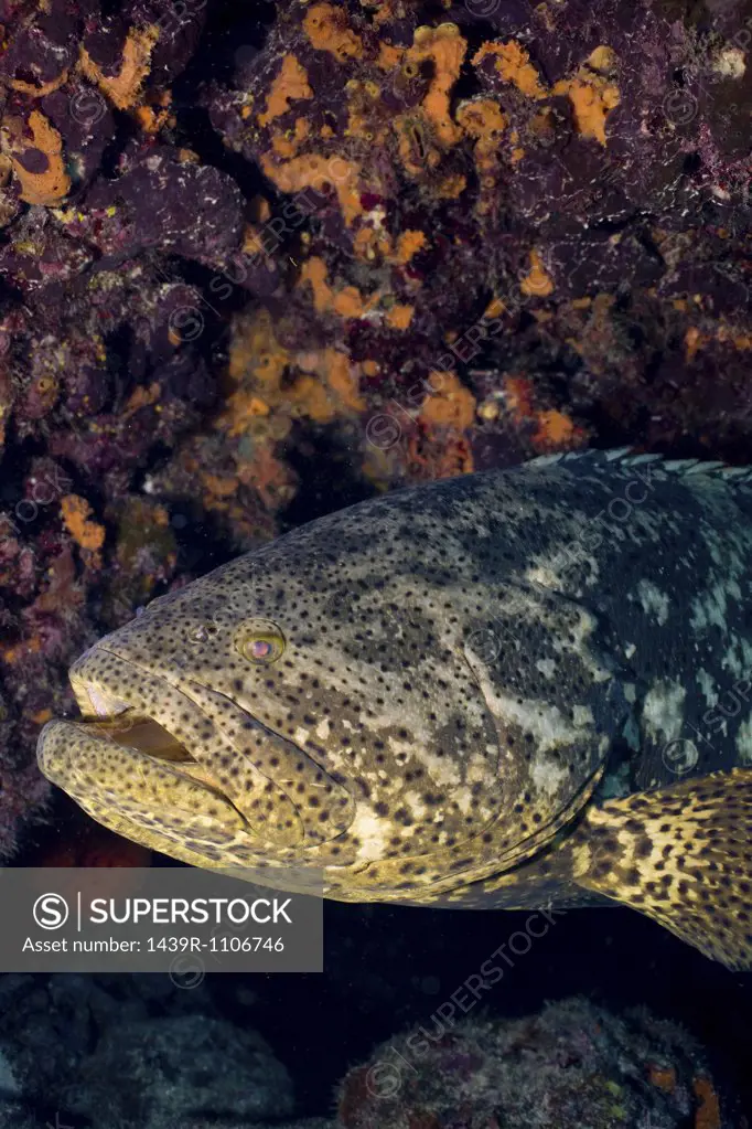 Goliath grouper.