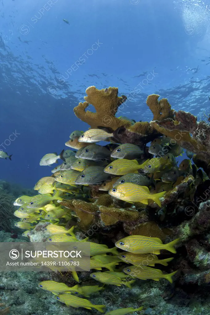 Fish and Elkhorn coral.