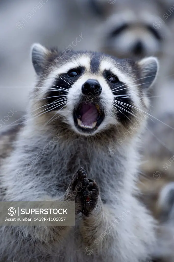 Close-up of raccoon.