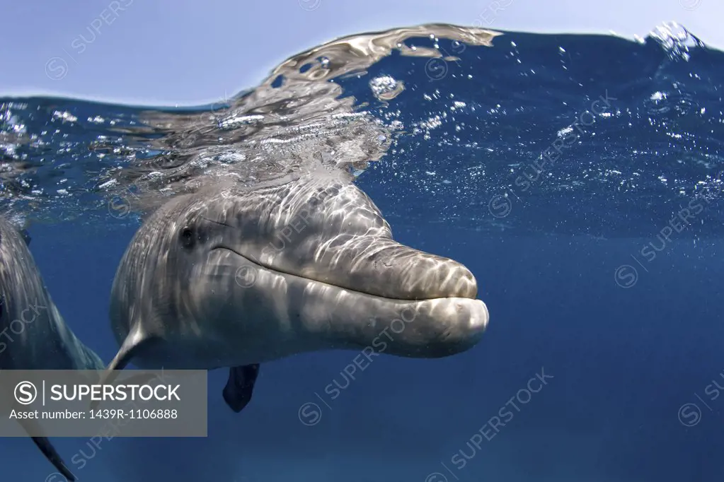 Atlantic bottlenose dolphin.