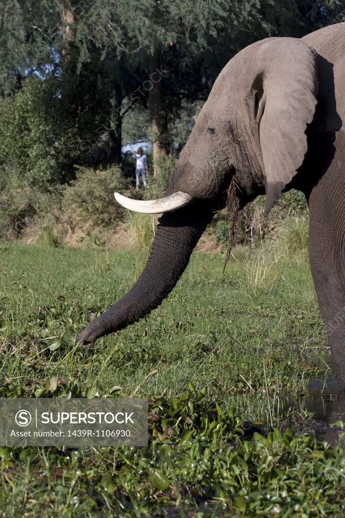 Tourist observes elephant.