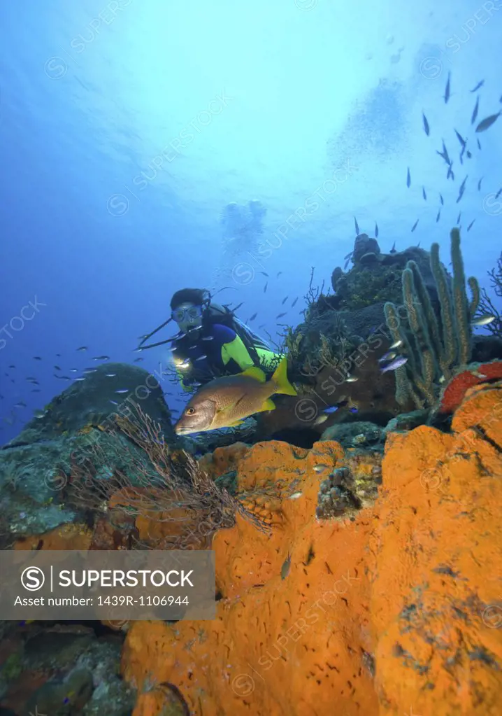 Diver on coral reef.