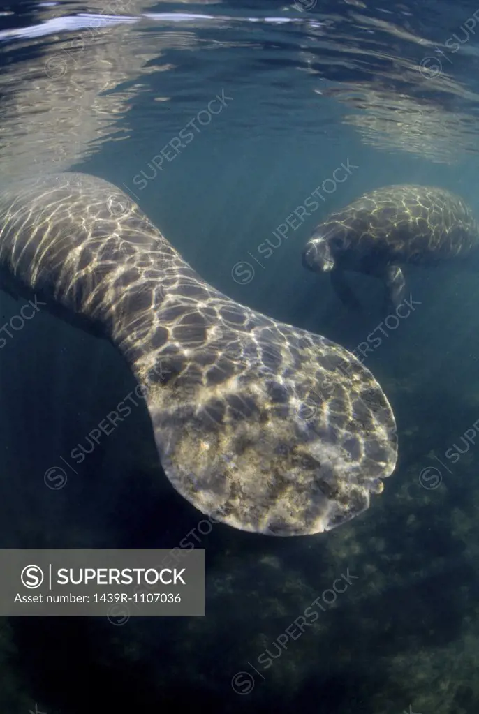 West Indian manatees.