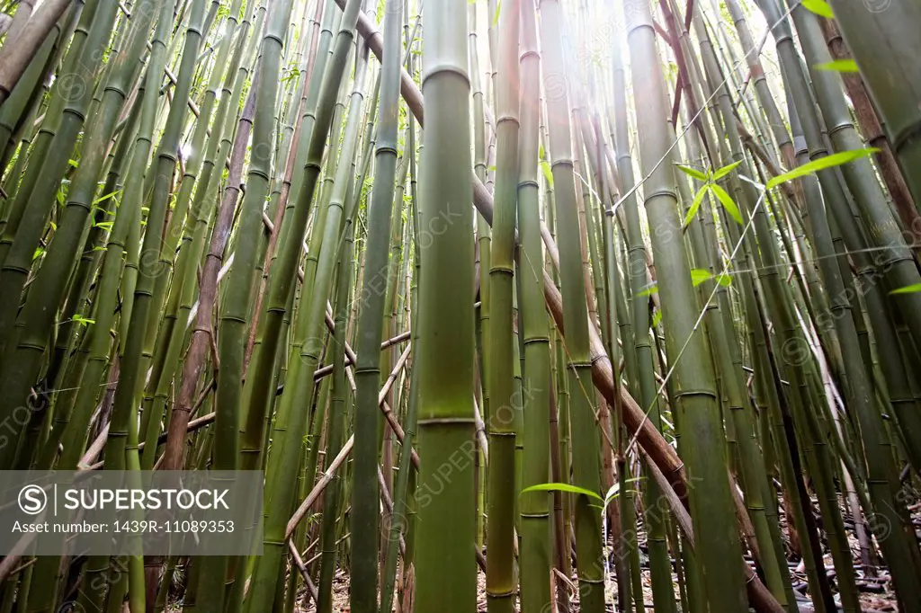 Detail of bamboo stems, Hana, Maui, Hawaii, USA