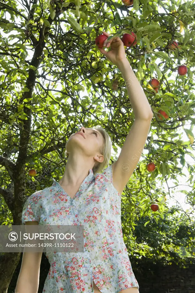 Woman and apple tree