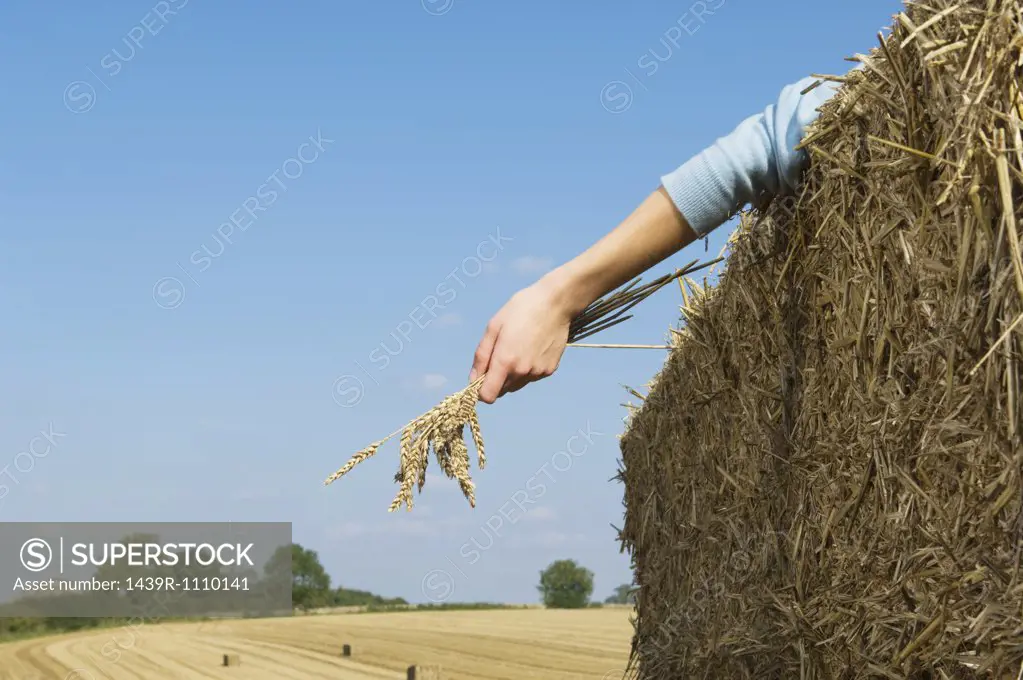 Person in field with wheat