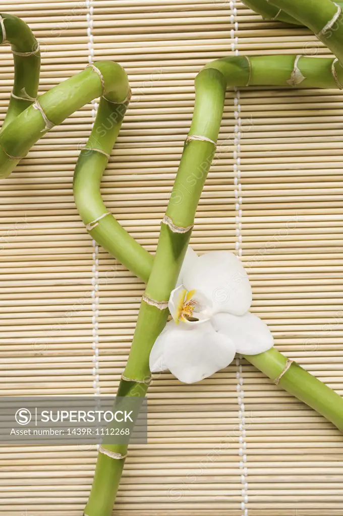 Lucky bamboo and orchid flower