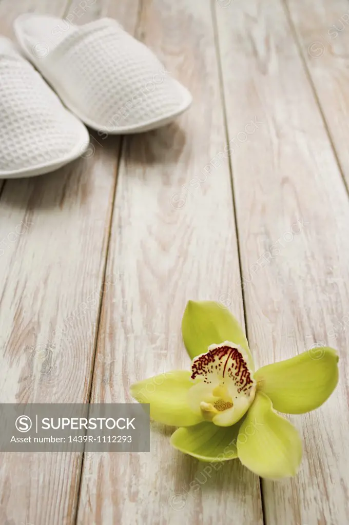 Orchid flower and slippers