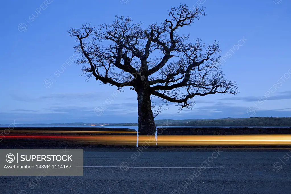 Road and tree near tarbert
