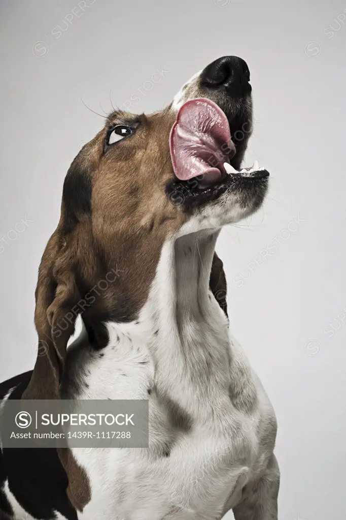 Basset hound sticking out tongue