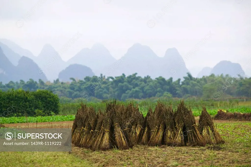 Rice field yangshuo
