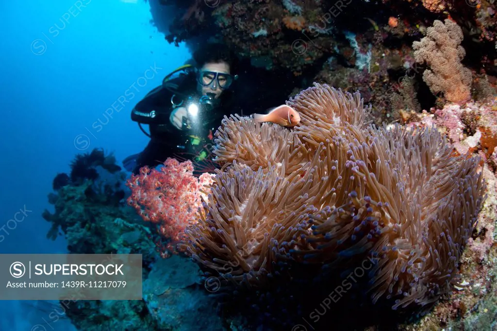 Diver illuminates anemone.
