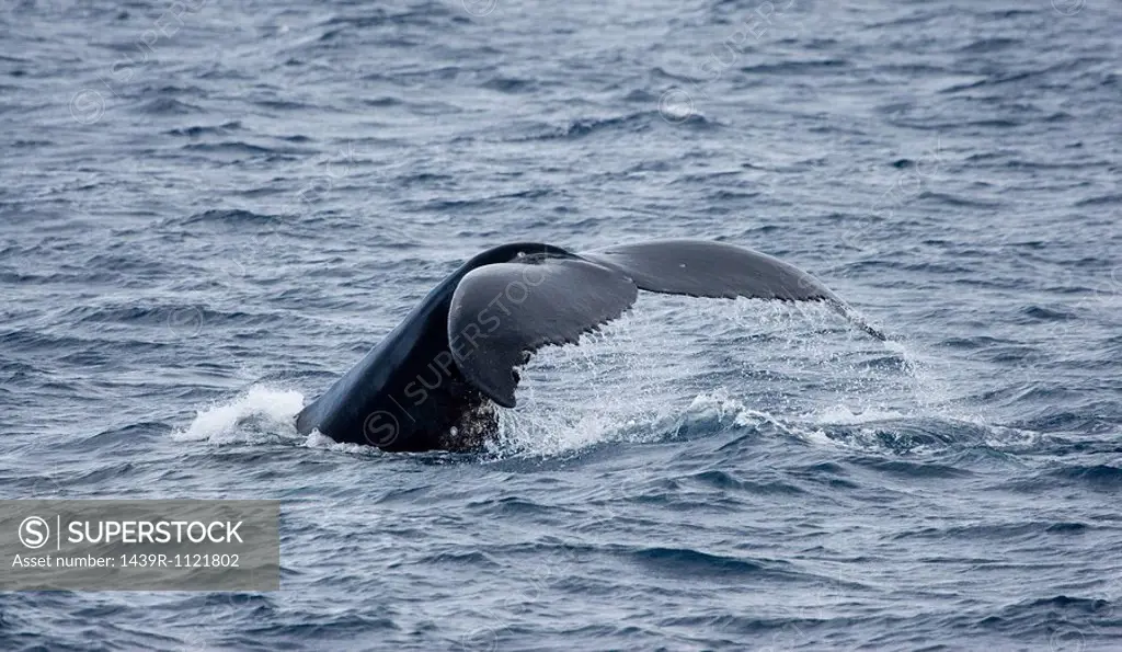 Behavior of Humpback whale