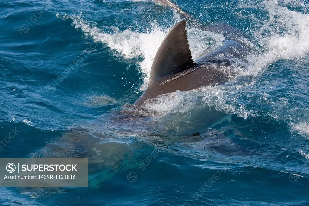 Dorsal fin of Great White Shark.