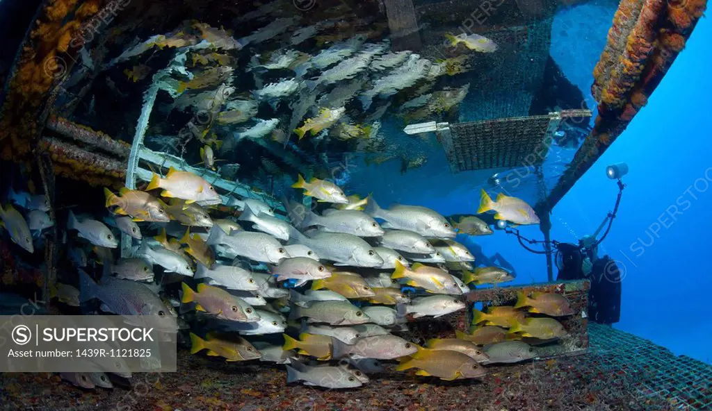 Photographer with schooling fish