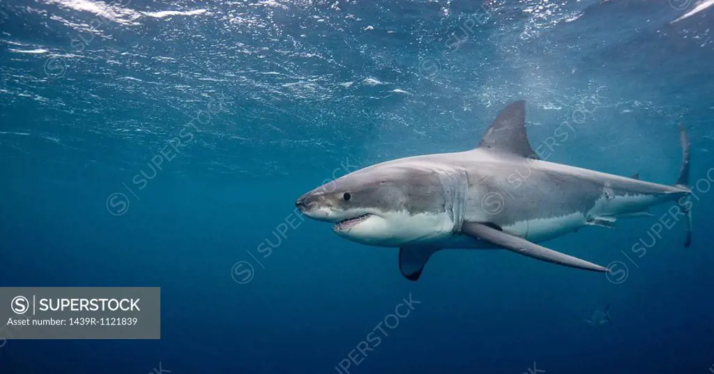 Great White Shark