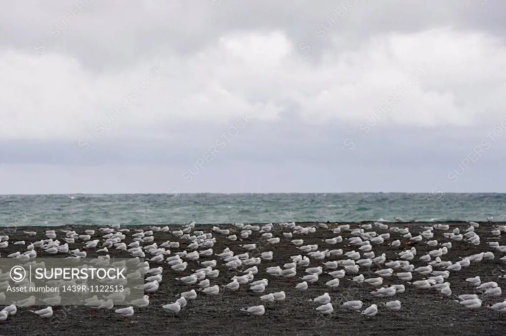 Kaikoura, seagulls on black beach