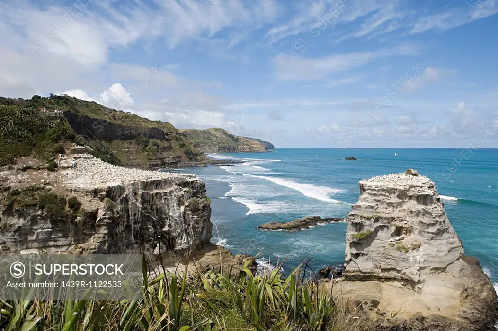 Auckland, coast with gannet rocks at Muriwai Beach